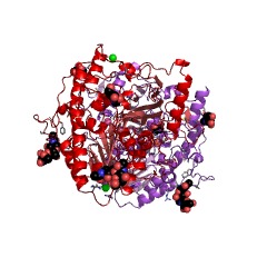 Example Structure of N-sulfoglucosamine sulfohydrolase EC#: 3.10.1.1