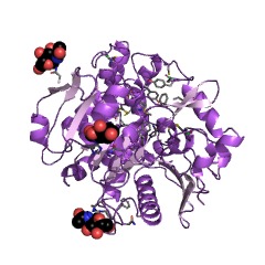 Example Structure of carboxypeptidase C EC#: 3.4.16.5