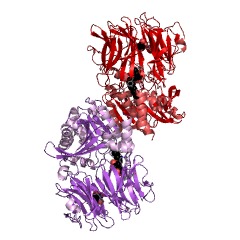 Example Structure of acylaminoacyl-peptidase EC#: 3.4.19.1