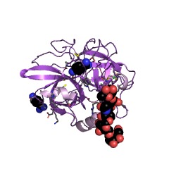 Example Structure of acrosin EC#: 3.4.21.10