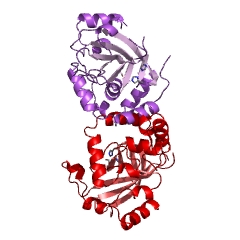 Example Structure of assemblin EC#: 3.4.21.97