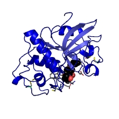 Example Structure of glycyl endopeptidase EC#: 3.4.22.25