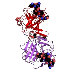 Example Structure of helper-component proteinase EC#: 3.4.22.45