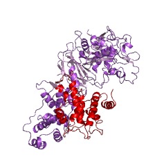 Example Structure of calpain-2 EC#: 3.4.22.53