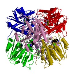 Example Structure of agmatinase EC#: 3.5.3.11