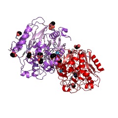 Example Structure of agmatine deiminase EC#: 3.5.3.12