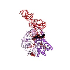 Example Structure of protein-synthesizing GTPase EC#: 3.6.1.48