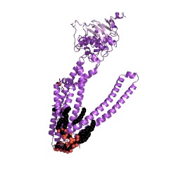 Example Structure of peptide-transporting ATPase EC#: 3.6.3.43