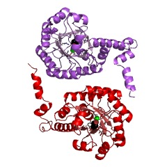Example Structure of oxaloacetase EC#: 3.7.1.1