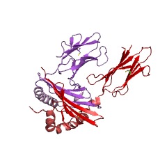 Example Structure of glutamate decarboxylase EC#: 4.1.1.15