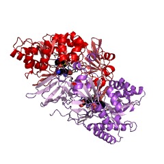 Example Structure of diaminopimelate decarboxylase EC#: 4.1.1.20