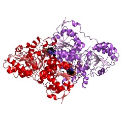 Example Structure of phenylpyruvate decarboxylase EC#: 4.1.1.43