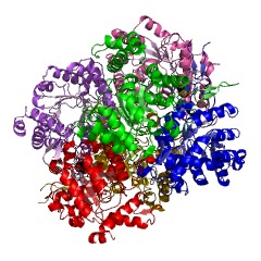 Example Structure of (S)-citramalyl-CoA lyase EC#: 4.1.3.25