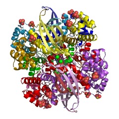 Example Structure of cyanase EC#: 4.2.1.104
