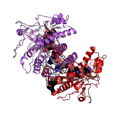 Example Structure of UDP-N-acetylglucosamine 4,6-dehydratase (configuration-inverting) EC#: 4.2.1.115