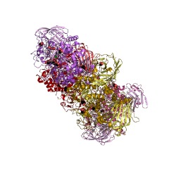 Example Structure of exo-(1->4)-alpha-D-glucan lyase EC#: 4.2.2.13″ /></td>
</tr>
<tr>
<td>别名</td>
<td>(1,4)-alpha-D-glucan exo-4-lyase (1,5-anhydro-D-fructose-forming), Ag111, alpha-(1,4)-Glucan 1,5-anhydro-D-fructose eliminase, alpha-1,4-Glucan exo-lyase, alpha-1,4-Glucan lyase, alpha-1,4-glucan lyase isozyme 1, Dehydratase, alpha-1,4-glucan, exo-(1,4)-alpha-D-glucan lyase, Exo-alpha-1,4-glucan lyase, GLase</td>
</tr>
<tr>
<td>EC Number</td>
<td>4.2.2.13</td>
</tr>
<tr>
<td>CAS编号</td>
<td>148710-18-3</td>
</tr>
<tr>
<td>Comments</td>
<td>The enzyme catalyses the sequential degradation of (1¡ú4)-¦Á-D-glucans from the non-reducing end with the release of 1,5-anhydro-D-fructose. Thus, for an ¦Á-glucan containing?n?(1¡ú4)-linked glucose units, the final products are 1 glucose plus (n-1) 1,5-anhydro-D-fructose. Maltose, maltosaccharides and amylose are all completely degraded. It does not degrade (1¡ú6)-¦Á-glucosidic bonds and thus the degradation of a branched glucan, such as amylopectin or glycogen, will result in the formation of 1,5-anhydro-D-fructose plus a limit dextrin. Other enzymes involved in the anhydrofructose pathway are EC?4.2.1.110?(aldos-2-ulose dehydratase), EC?4.2.1.111?(1,5-anhydro-D-fructose dehydratase) and EC?5.3.2.7?(ascopyrone tautomerase).</td>
</tr>
<tr>
<td>Cofactor</td>
<td></td>
</tr>
<tr>
<td>History</td>
<td></td>
</tr>
<tr>
<td>Reactions</td>
<td>Linear alpha-glucan = (n-1) 1,5-anhydro-D-fructose + D-glucose.</td>
</tr>
</tbody>
</table>
</figure>
<!-- Developer mode initialization; Version: ;4.3.3Relation: tags; All categories: 1;No taxonomy terms to get posts;Plugin execution time: 0.00040483474731445 sec; --><!-- CONTENT END 1 -->
<table>
<tr><td colspan=