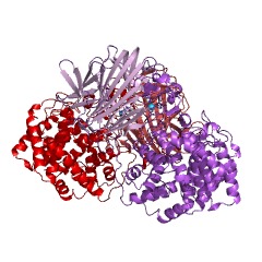 Example Structure of oligo-alginate lyase EC#: 4.2.2.26