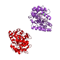 Example Structure of 4-hydroxy-tetrahydrodipicolinate synthase EC#: 4.3.3.7
