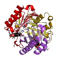 Example Structure of phenylpyruvate tautomerase EC#: 5.3.2.1