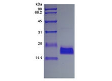 SDS-PAGE of Recombinant Human Endothelial-Monocyte Activating Polypeptide II